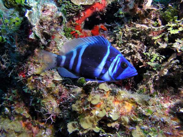 indigo fish cozumel