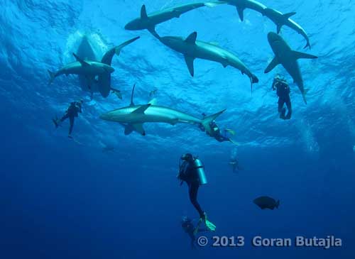 jardines_cuba_sharks