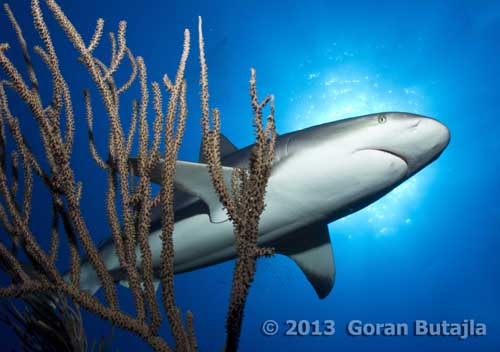 Jardines de la Reina Shark