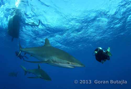 Jardines Silky Shark