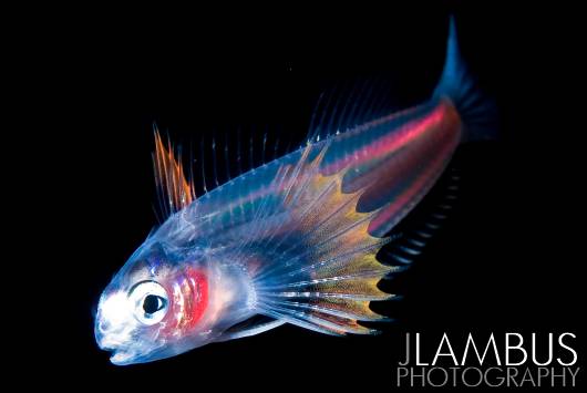 Featured Artist: Joshua Lambus JLambus-7