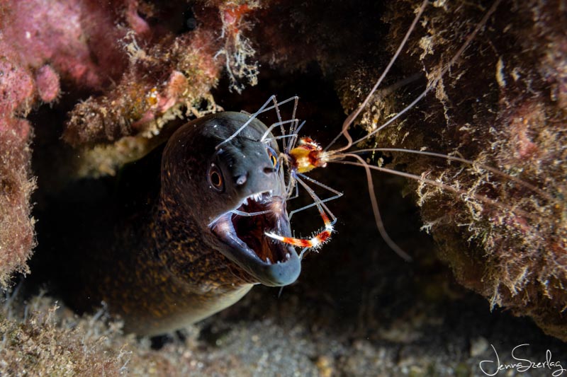 Sony a6100 with 30mm Macro Lens. Maui, Hawaii Sony a6100 with 30mm Macro Lens. Maui, Hawaii