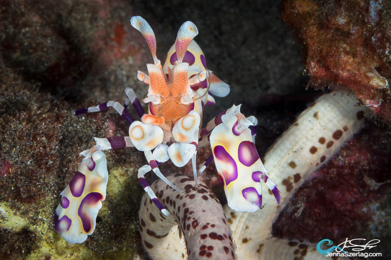 Harlequin Shrimp lifting a Linckia starfish Maui, HI 100mm Lens, ISO 100, 1/200, f/29 Harlequin Shrimp lifting a Linckia starfish Maui, HI 100mm Lens, ISO 100, 1/200, f/29