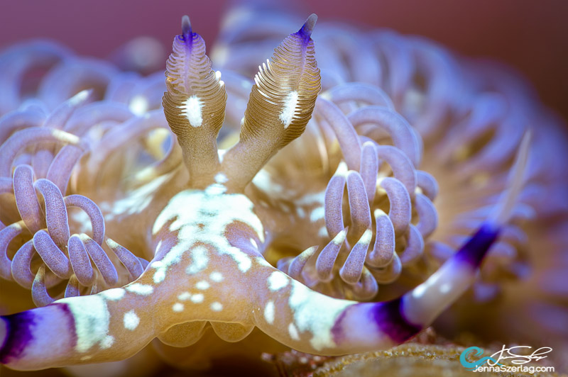 Pteraeolidia semperi “The Blue Dragon” with stinging cerata Canon 5DSr 100mm Lens ISO100 1/200 f/22 Molokini, Maui, HI Pteraeolidia semperi “The Blue Dragon” with stinging cerata Canon 5DSr 100mm Lens ISO100 1/200 f/22 Molokini, Maui, HI