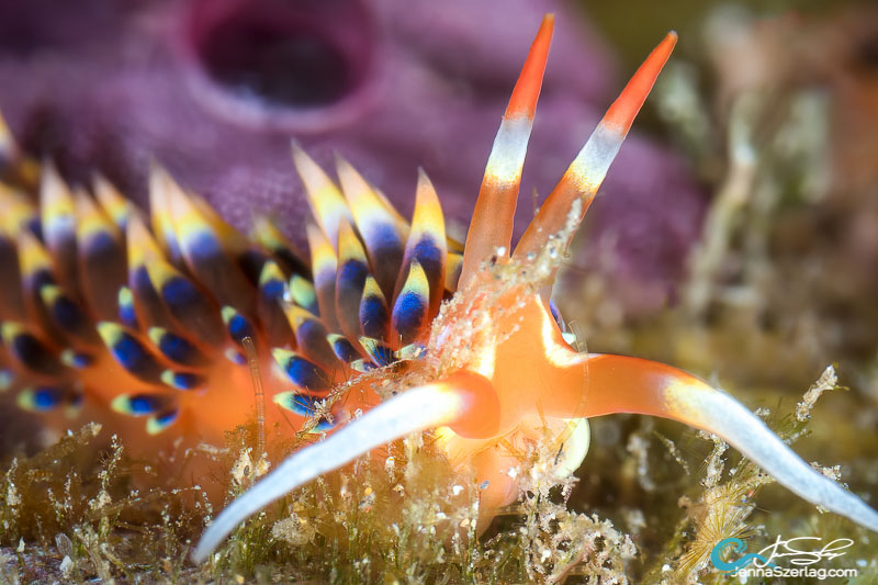 Caloria indicia Canon 5DSr 100mm Lens ISO100 1/250 f/14 Maui, HI Caloria indicia Canon 5DSr 100mm Lens ISO100 1/250 f/14 Maui, HI