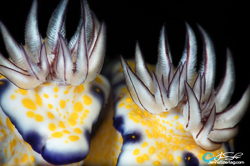 Hypselodoris imperialis Gills Canon 5DSr 100mm Lens 1/250 f/29 ISO100 Hypselodoris imperialis Gills Canon 5DSr 100mm Lens 1/250 f/29 ISO100