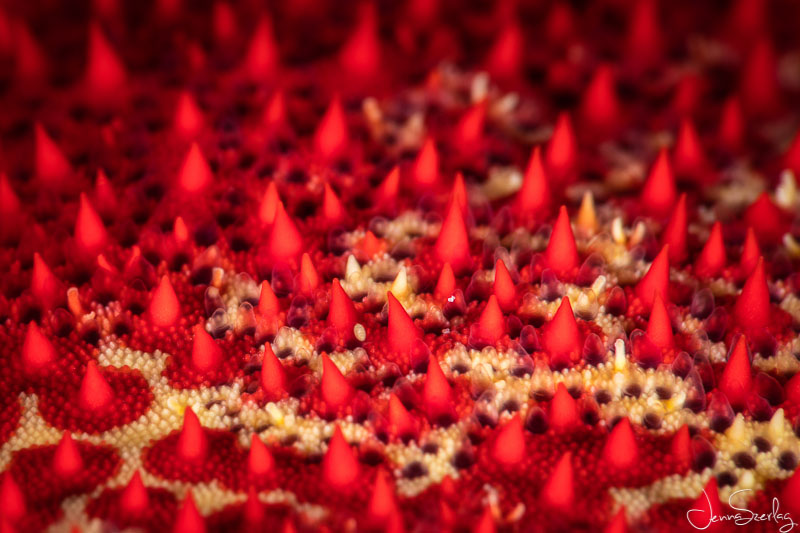 Closeup Texture of a Sea Star. Molokini, HI Canon 5DSr 100mm EF f/2.8L Macro Lens Dual Sea & Sea YSD2j Strobes Closeup Texture of a Sea Star. Molokini, HI Canon 5DSr 100mm EF f/2.8L Macro Lens Dual Sea & Sea YSD2j Strobes
