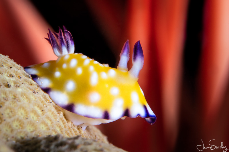 Macro image of a tiny Trembling Nudibranch. Maui, Hawaii Macro image of a tiny Trembling Nudibranch. Maui, Hawaii
