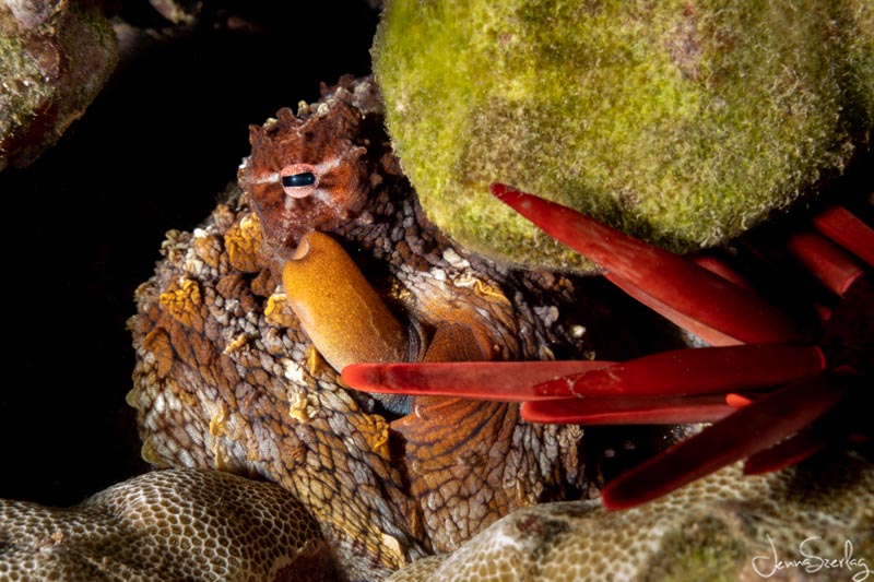 Sony RX100VII Maui, Hawaii Sony RX100VII Maui, Hawaii