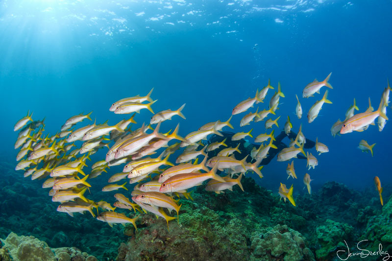 Nikon Z50, 8-15mm Fisheye Maui, Hawaii Nikon Z50, 8-15mm Fisheye Maui, Hawaii