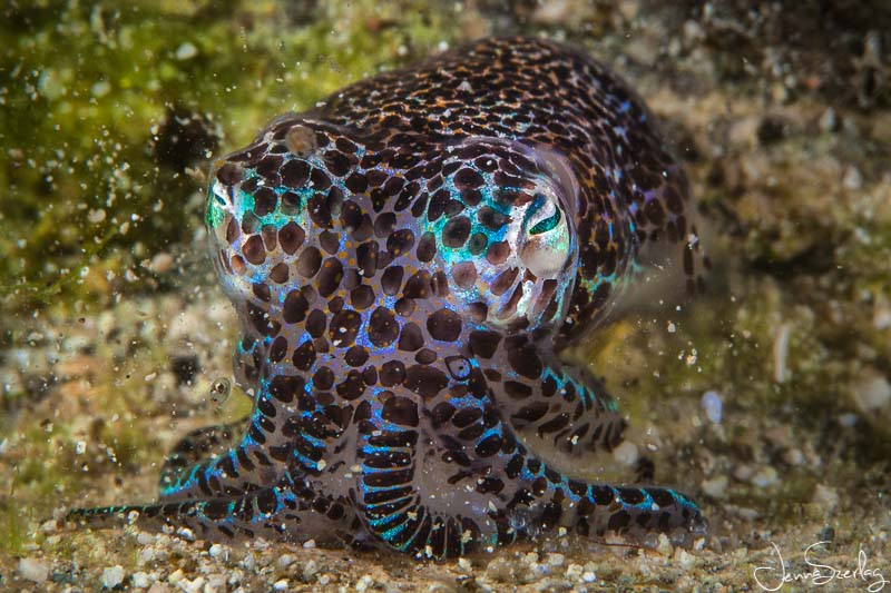 Bobtail Squid. Moalboal, Cebu, Philippines Canon 5dMKII with Canon 100mm Macro Lens f/16, 1/200, ISO 100 Bobtail Squid. Moalboal, Cebu, Philippines