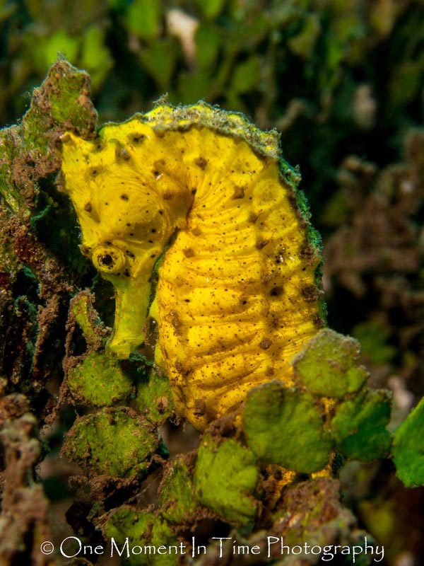 Close Up of a Seahorse. Maui, Hawaii. Olympus PEN E-PM1 with Bluewater Photo +7 Close Up Lens. Photo by Shad Sollars / One Moment In Time Photography Close Up of a Seahorse. Maui, Hawaii. Olympus PEN E-PM1 with Bluewater Photo +7 Close Up Lens. Photo by Shad Sollars / One Moment In Time Photography