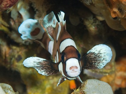 juvenile harlequin sweetlips