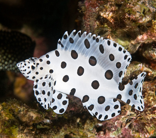 juvenile barrimundi cod