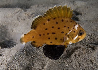 juvenile black sea bass