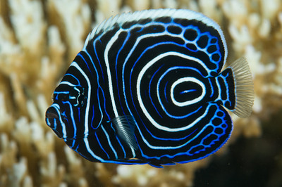 juvenile emporer angelfish