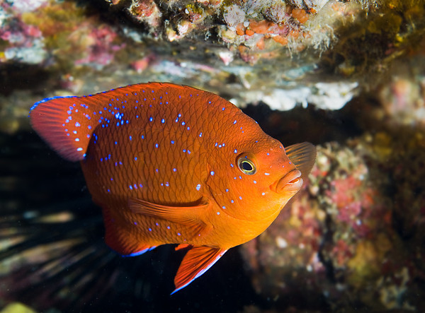 juvenile Garibaldi, catalina island