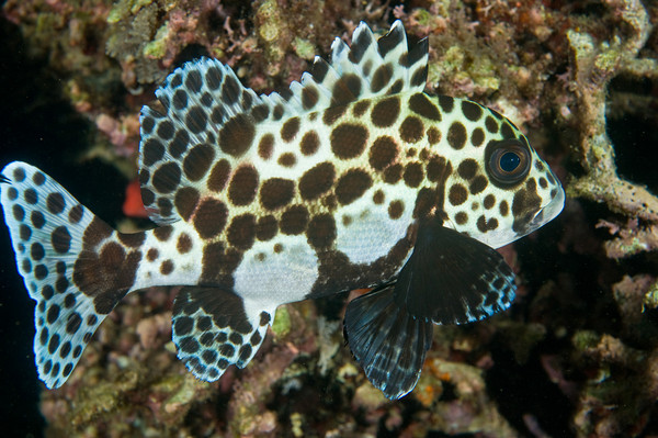 juvenile harlequin sweetlips