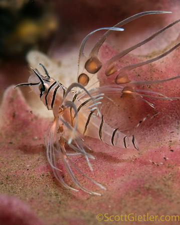 juvenile Lionfish