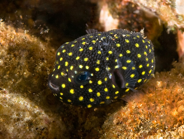 juvenile pufferfish