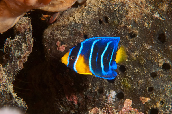 juvenile queen angelfish