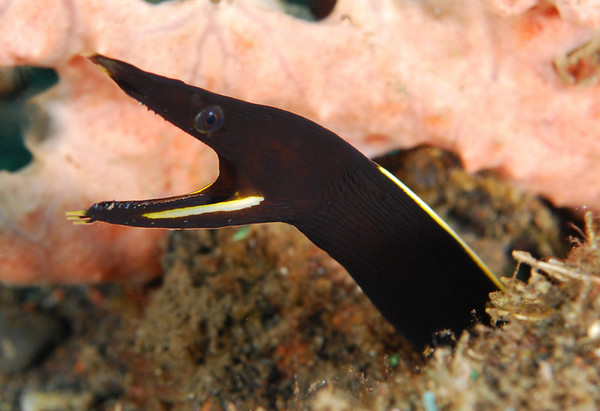 juvenile ribbon eel