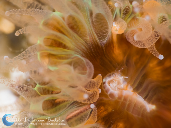 Anemone's Snack, OM-D E-M1 Mark II, Olympus 60mm, F8, 1/160th