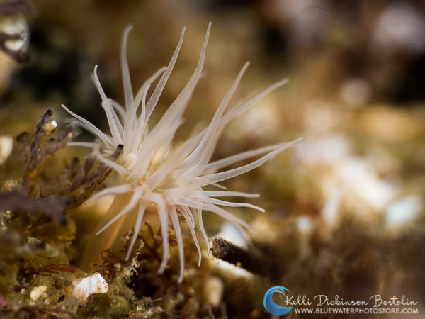 Anemone, OM-D E-M1 Mark II, Olympus 60mm, F8, 1/125th