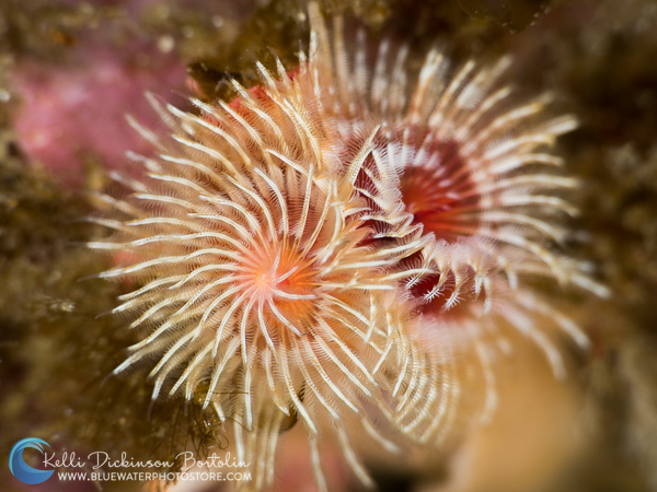 Christmas Tree Worm, OM-D E-M1 Mark II, Olympus 60mm, F10, 1/100th