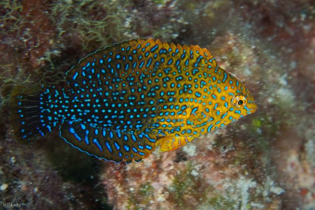 fish while diving kona, hawaii