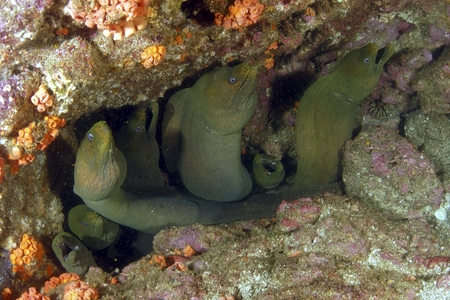moray eels underwater photo, la paz, baja, mexico