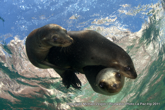 La Paz Workshop 2011 - Participant Photos La-Paz-Three-Faces-MZ