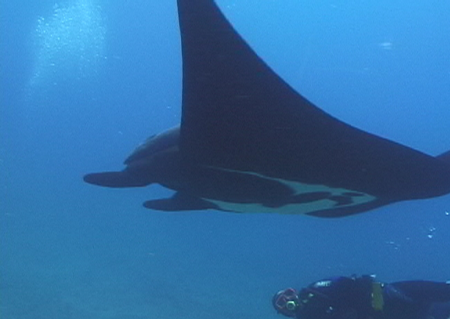 la paz, baja underwater photography, manta ray