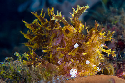 lacy rhinopia, Rhinopia aphanes, ambon