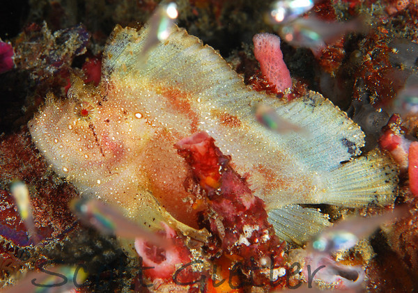 leaf scorpionfish