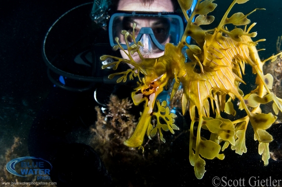 leafy sea dragon photo