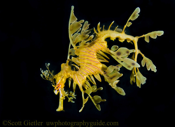 Leafy_sea_dragon