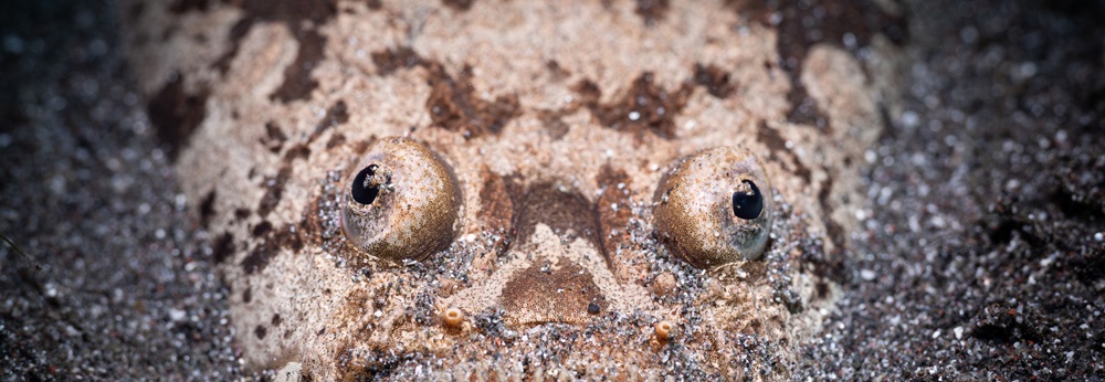 Lembeh Macro Critter Workshop August 2025