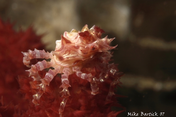 soft coral crab underwater photo