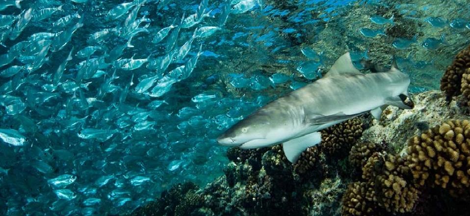 Master Class Tutorial – Planning for a Great Shot