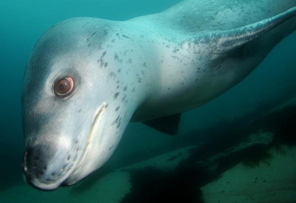leopard_seal_3