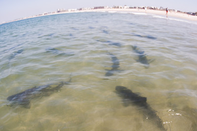 Leopard sharks schooling underwater