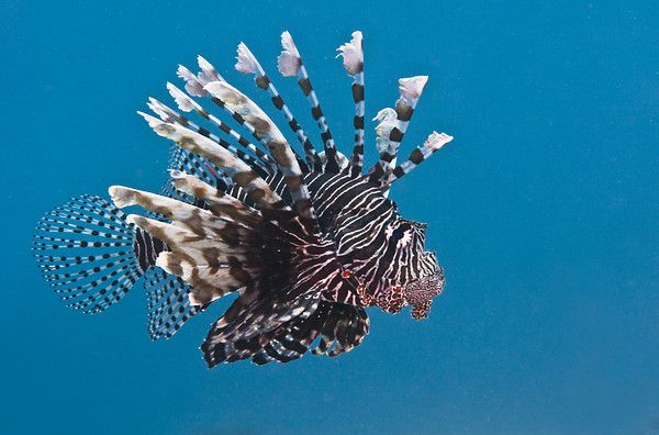 common lionfish