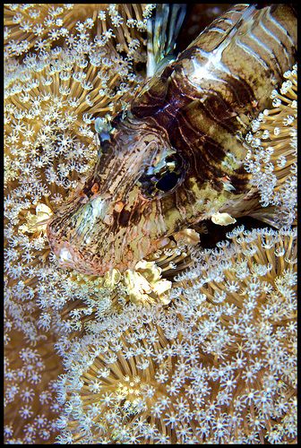 lionfish