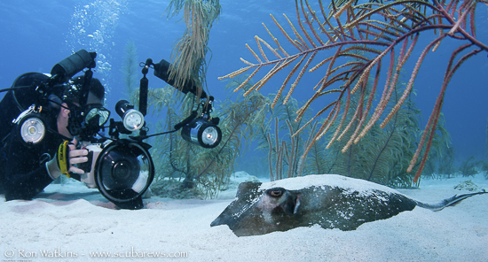 Advance your Skills with Underwater Photography Workshops Little_Cayman-5012