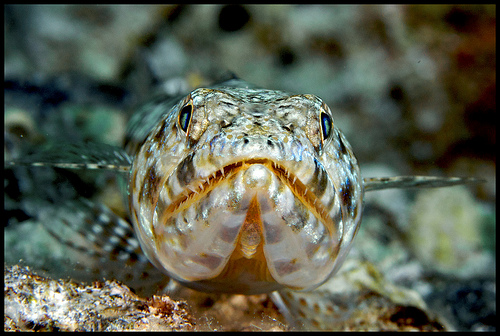 lizardfish