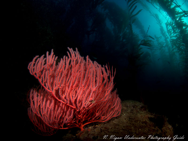 A great example of "painting with light." I illuminated the gorgonion with a single strobe keeping in mind to frame the eerie light shining through the kelp forest. I had pictured a photo like this in my head for years before I took the photo, and I was very excited to witness lighting conditions and a subject perfect for what was in my head.