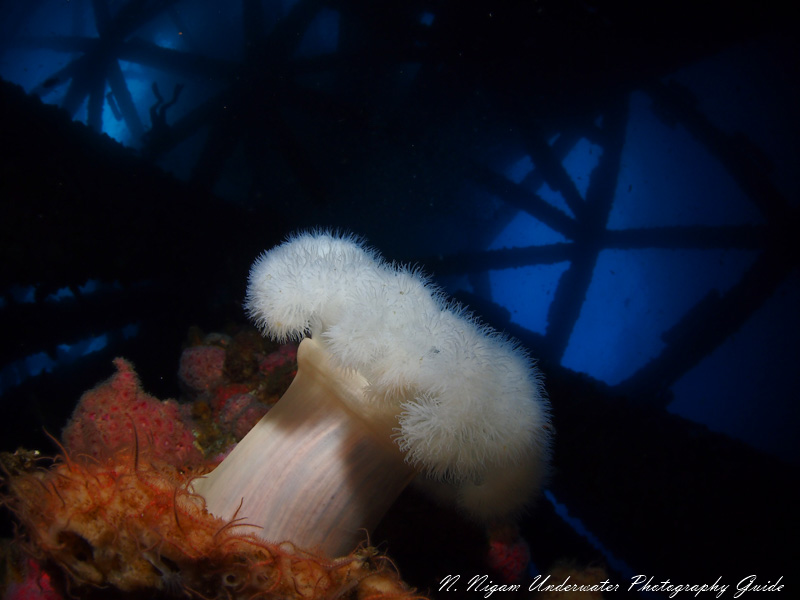 The first time I created an image in my head before getting in the water was this image. I knew that I could find metridium anemones at 110 feet. I pictured myself lighting the anemone with my single strobe as a "spotlight" and metering for the oil rig to show up in the background above as a silhouette. I took this photo on one of my first tries and was amazed to see that mentally creating the image worked. 1/100 sec, f/8, ISO 200 - Olympus E-PM1, Panasonic 8mm fisheye, Single Sea & Sea YS-D1 strobe