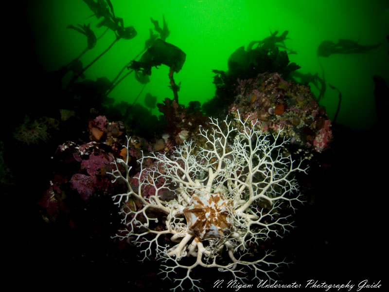 A basket star is beautifully illuminated by a single Sea & Sea YS-D1 strobe. This creates a dramatic affect. In this case, two strobes would have created slightly unnatural lighting by making the foreground appear out of line with Snell's window. 1/160, f/3.5, ISO 200