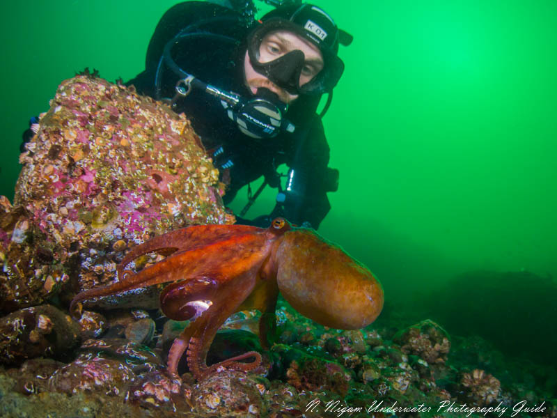 A wide aperture (f/3.5) in this case enabled me to point focus to the octopus, properly expose the diver, and maintain balance with the background. 1/160, f/3.5, ISO 200